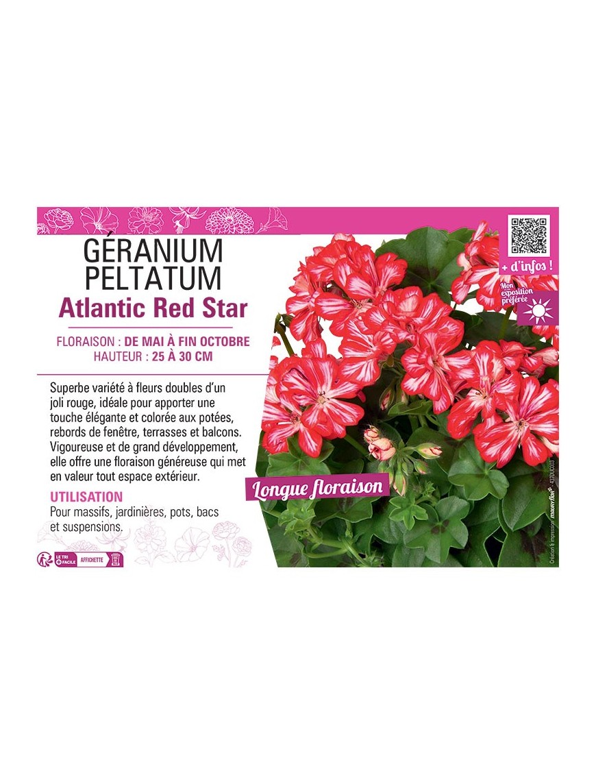 GÉRANIUM peltatum Atlantic Red Star