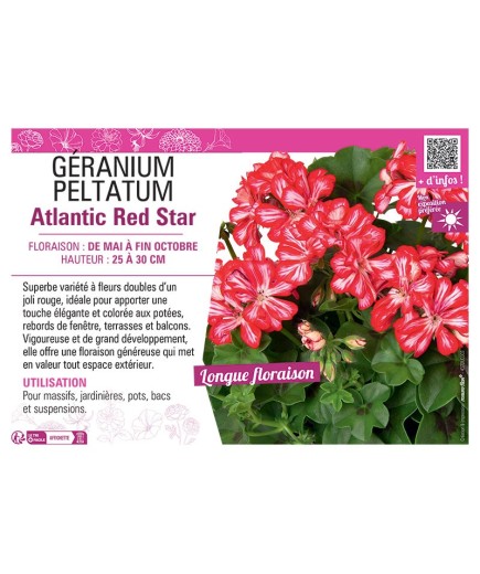 GÉRANIUM peltatum Atlantic Red Star