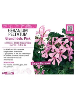GÉRANIUM peltatum Grand Idols Pink