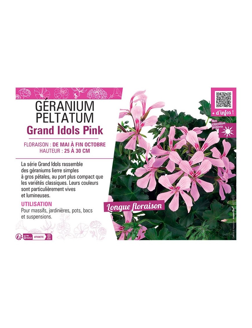 GÉRANIUM peltatum Grand Idols Pink