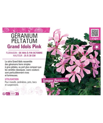 GÉRANIUM peltatum Grand Idols Pink