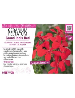 GÉRANIUM peltatum Grand Idols Red