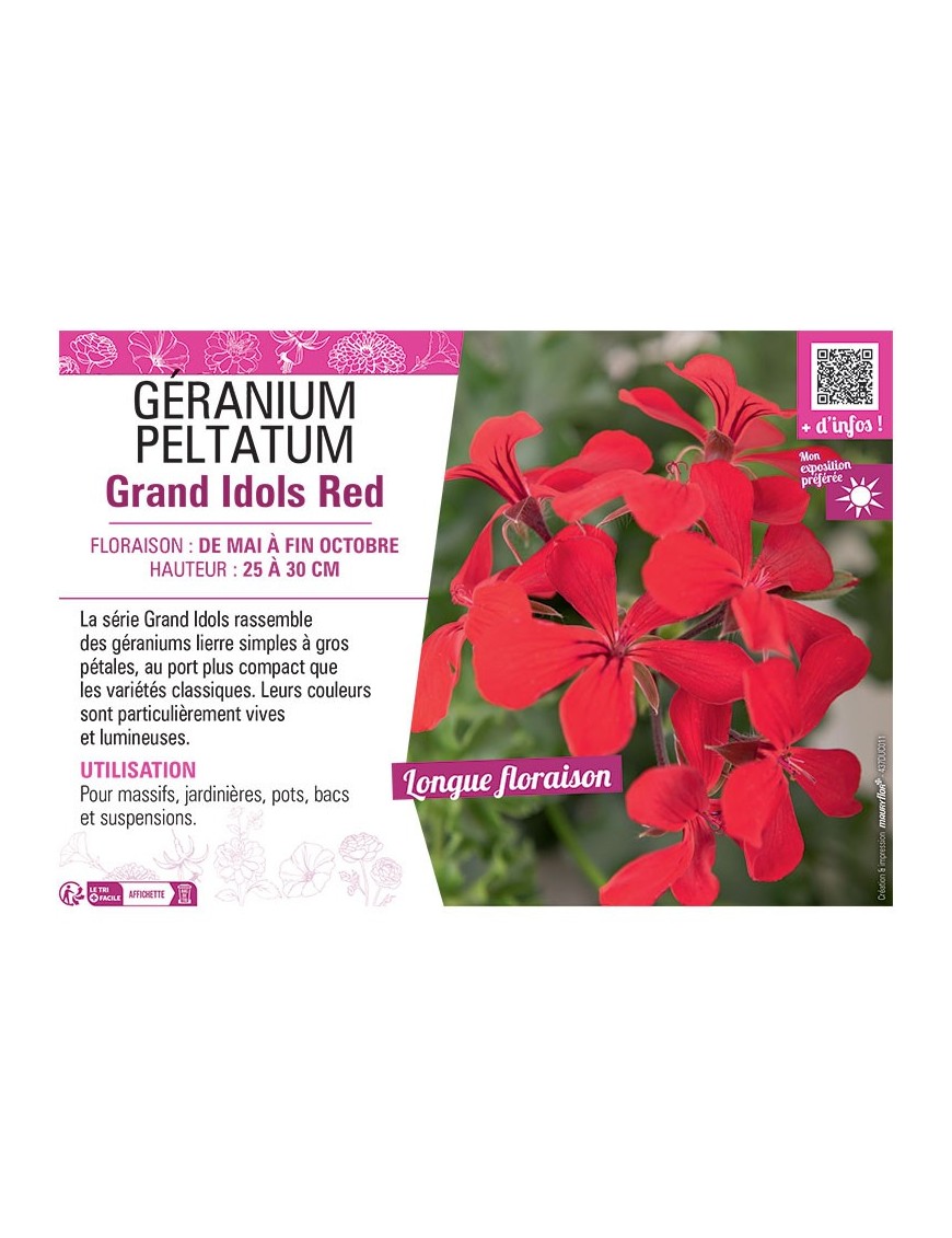 GÉRANIUM peltatum Grand Idols Red