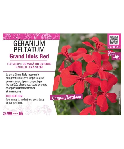 GÉRANIUM peltatum Grand Idols Red