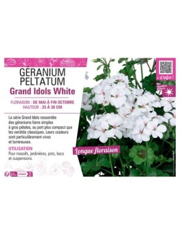 GÉRANIUM peltatum Grand Idols White
