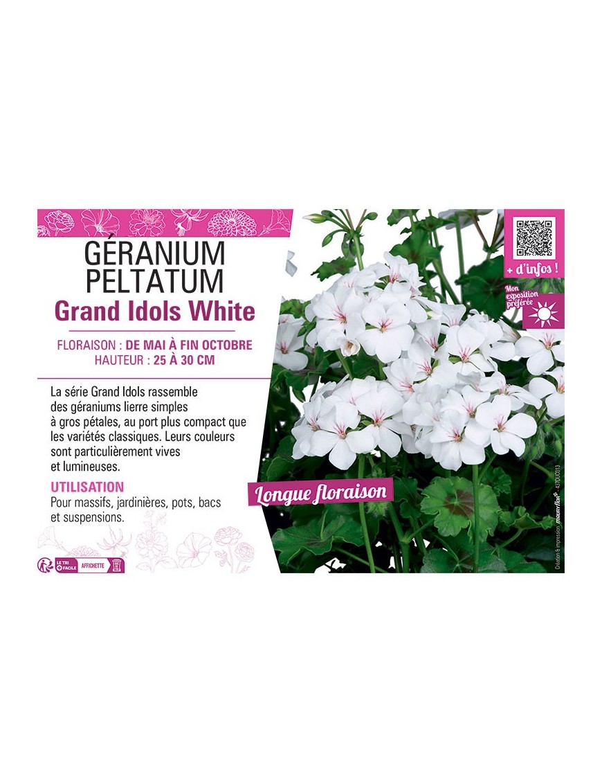 GÉRANIUM peltatum Grand Idols White