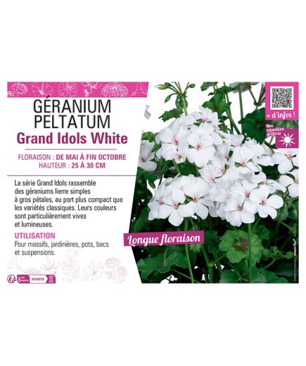 GÉRANIUM peltatum Grand Idols White