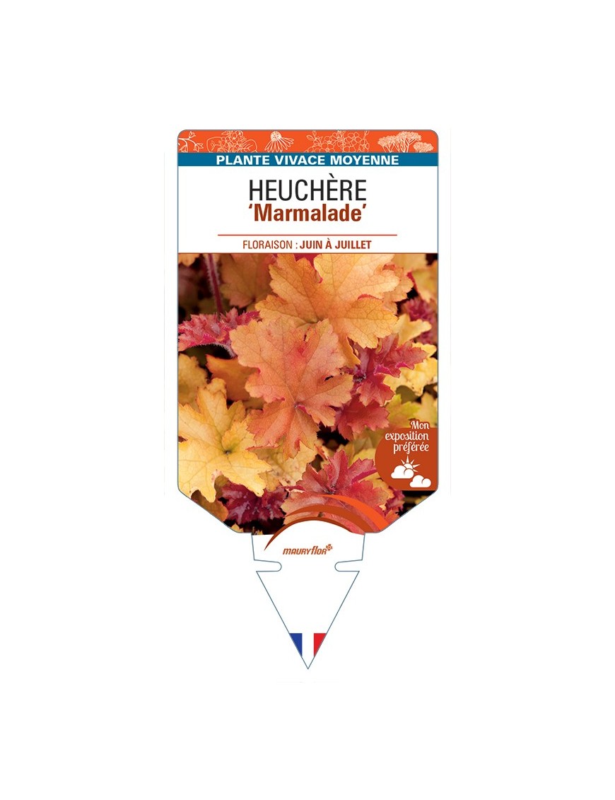 HEUCHERA Marmalade