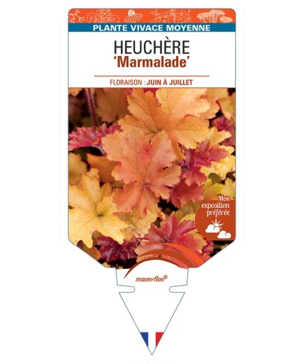 HEUCHERA Marmalade