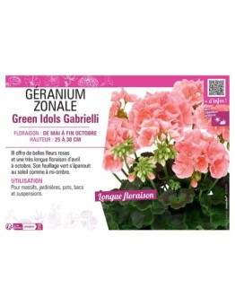 GÉRANIUM zonale Green Idols Gabrielli