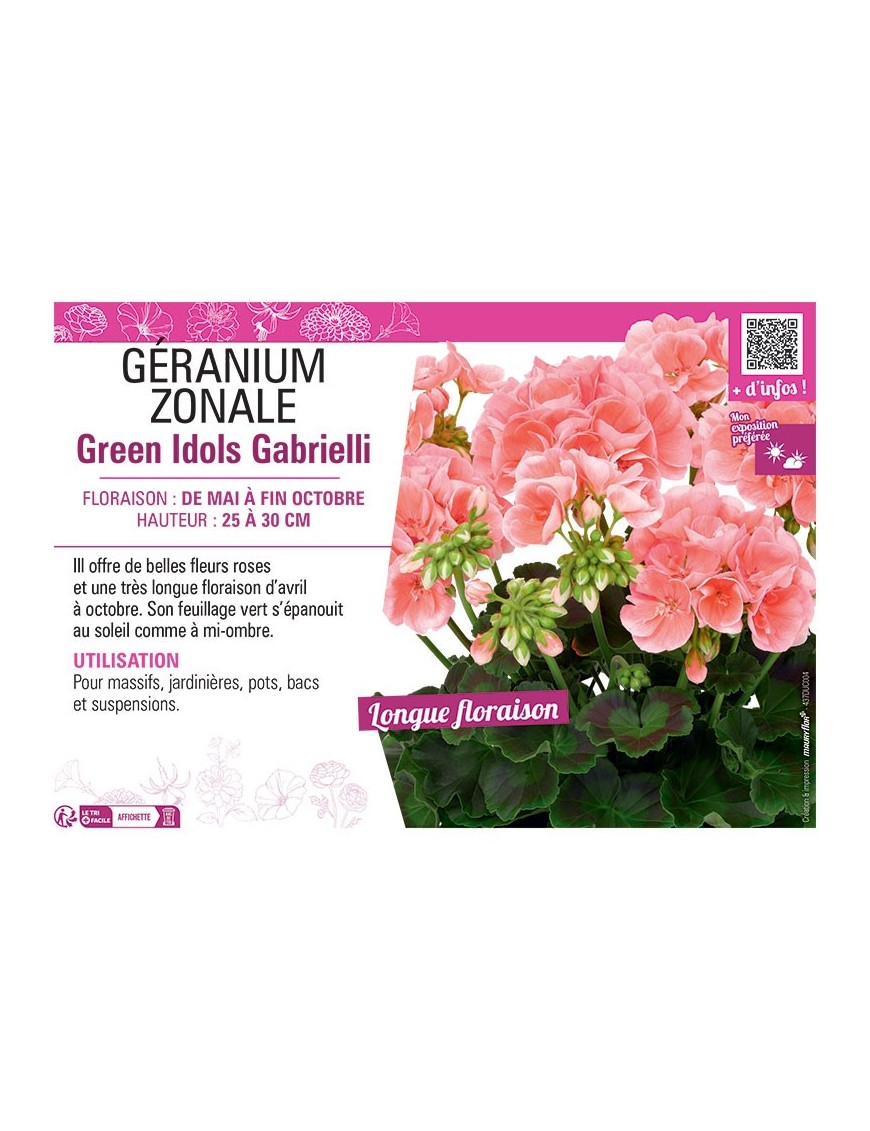 GÉRANIUM zonale Green Idols Gabrielli
