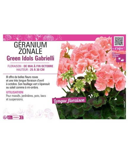 GÉRANIUM zonale Green Idols Gabrielli