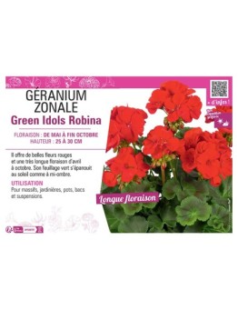 GÉRANIUM zonale Green Idols Robina