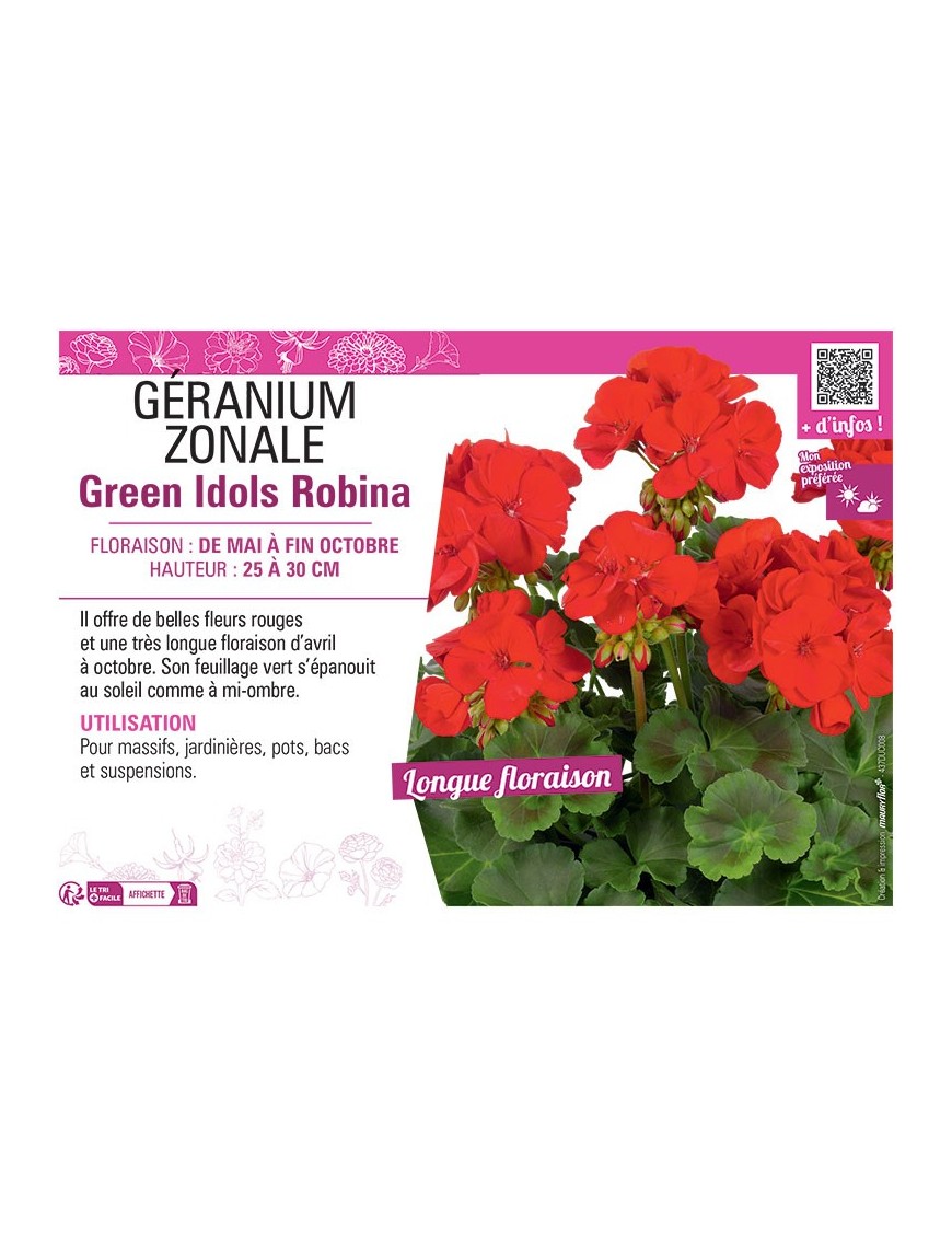 GÉRANIUM zonale Green Idols Robina
