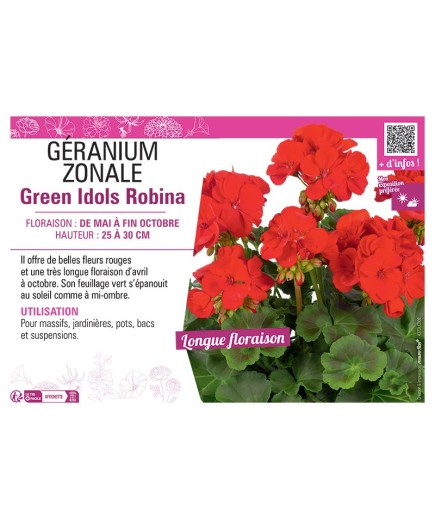 GÉRANIUM zonale Green Idols Robina