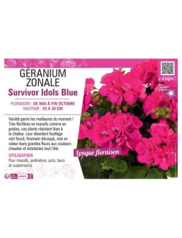 GÉRANIUM zonale Survivor Idols Blue