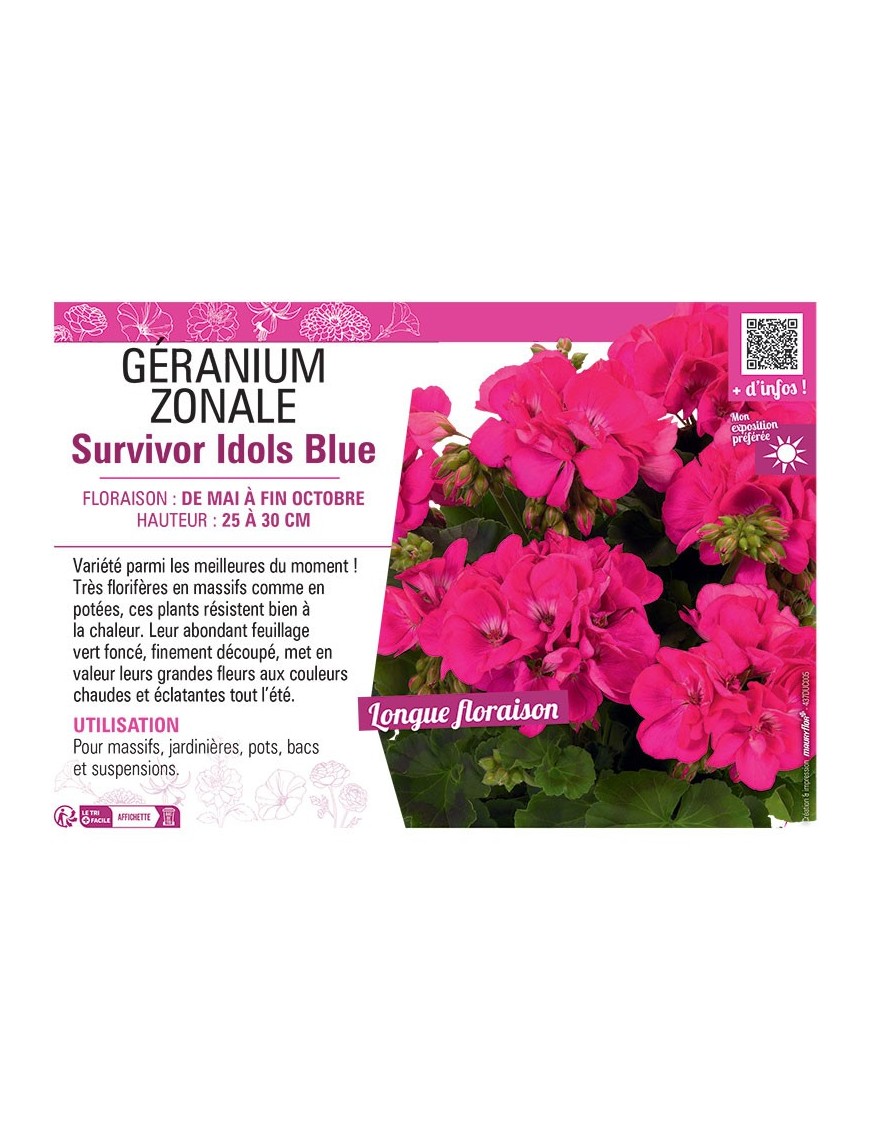 GÉRANIUM zonale Survivor Idols Blue