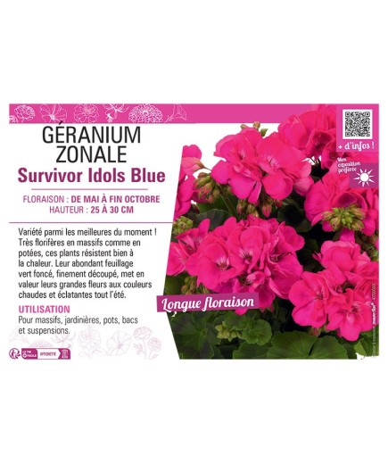 GÉRANIUM zonale Survivor Idols Blue