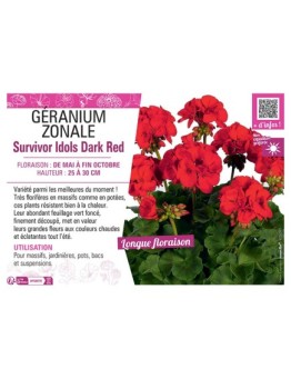 GÉRANIUM zonale Survivor Idols Dark Red