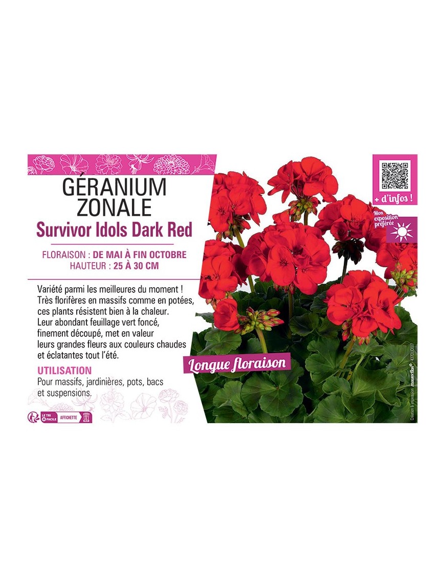 GÉRANIUM zonale Survivor Idols Dark Red