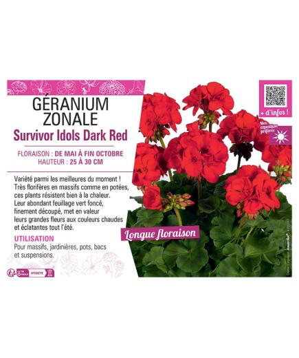 GÉRANIUM zonale Survivor Idols Dark Red