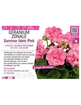 GÉRANIUM zonale Survivor Idols Pink