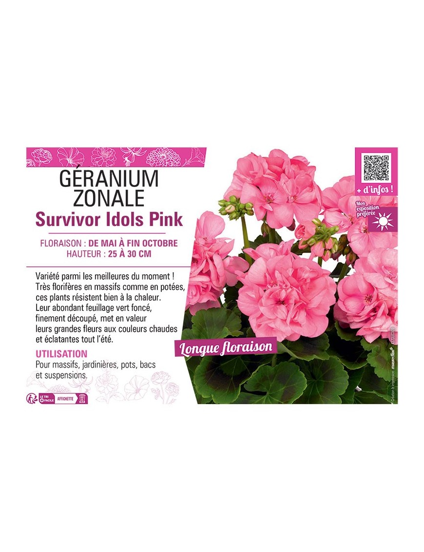 GÉRANIUM zonale Survivor Idols Pink