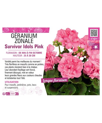 GÉRANIUM zonale Survivor Idols Pink