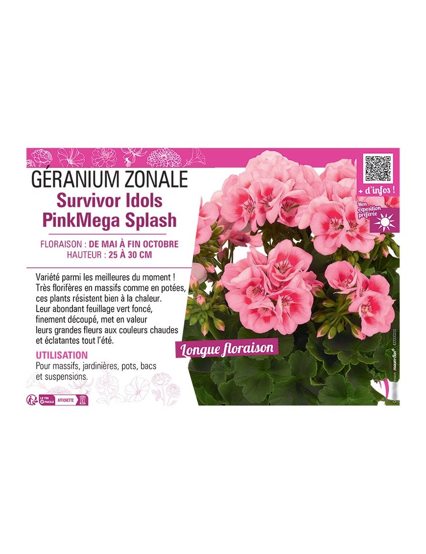 GÉRANIUM zonale Survivor Idols Pink Mega Splash