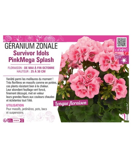 GÉRANIUM zonale Survivor Idols Pink Mega Splash