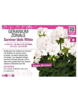 GÉRANIUM zonale Survivor Idols White