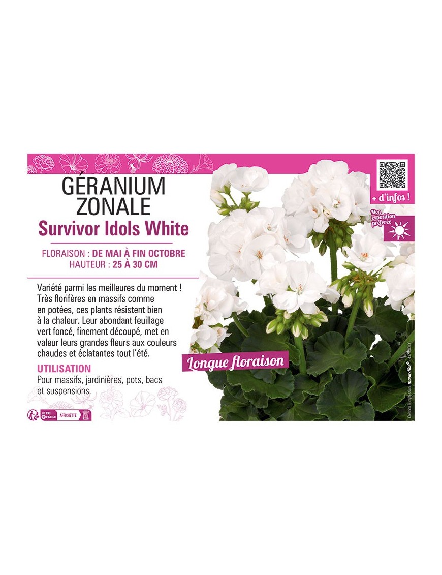 GÉRANIUM zonale Survivor Idols White