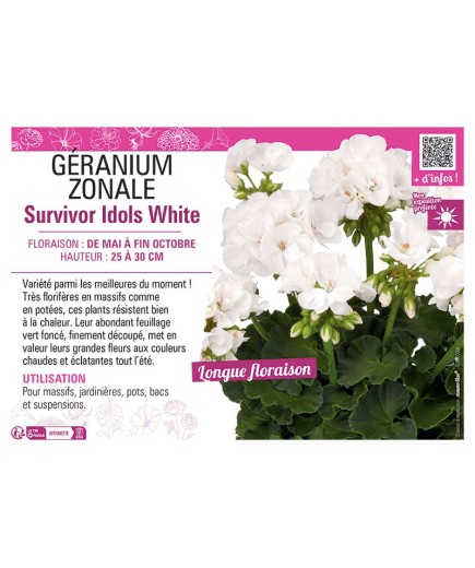 GÉRANIUM zonale Survivor Idols White