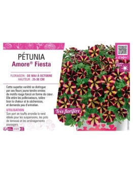 PÉTUNIA Amore® Fiesta