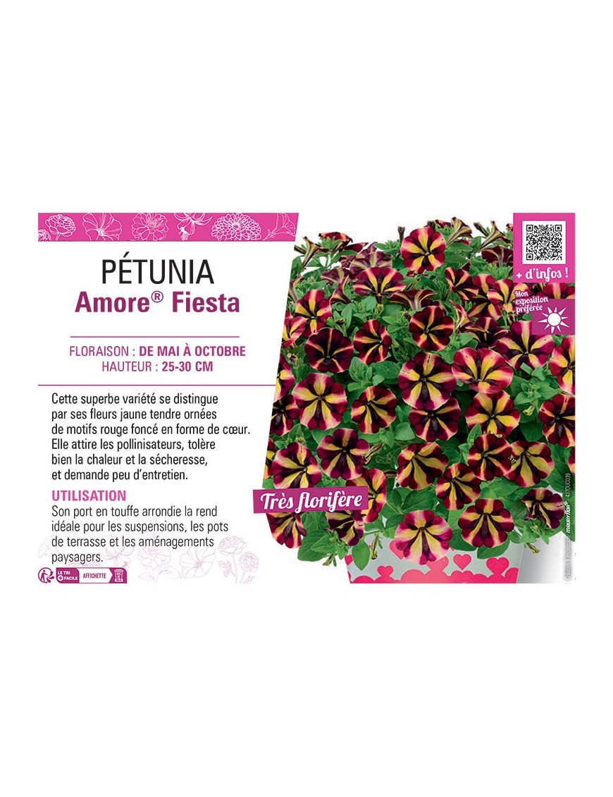 PÉTUNIA Amore® Fiesta