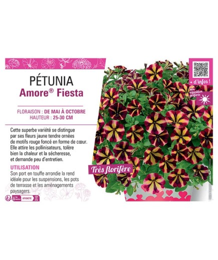 PÉTUNIA Amore® Fiesta