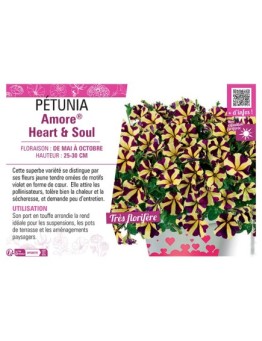 PÉTUNIA Amore® Heart & Soul