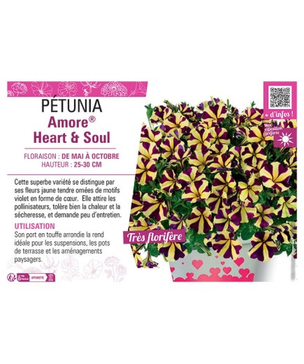 PÉTUNIA Amore® Heart & Soul