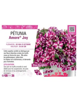 PÉTUNIA Amore® Joy
