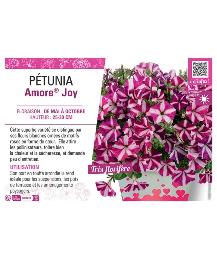 PÉTUNIA Amore® Joy