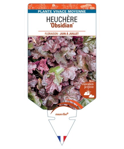 HEUCHERA Obsidian