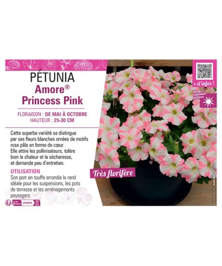 PÉTUNIA Amore® Princess Pink