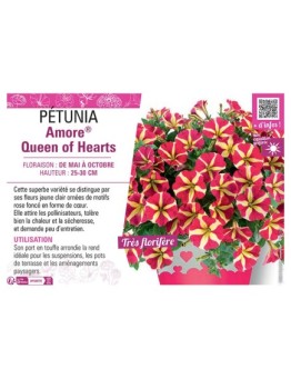 PÉTUNIA Amore® Queen of Hearts