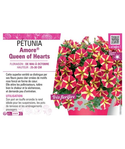 PÉTUNIA Amore® Queen of Hearts