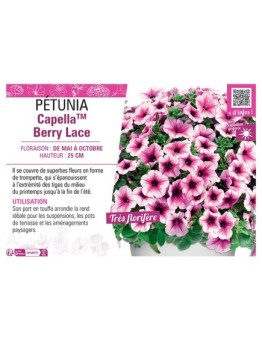 PÉTUNIA CapellaTM Berry Lace