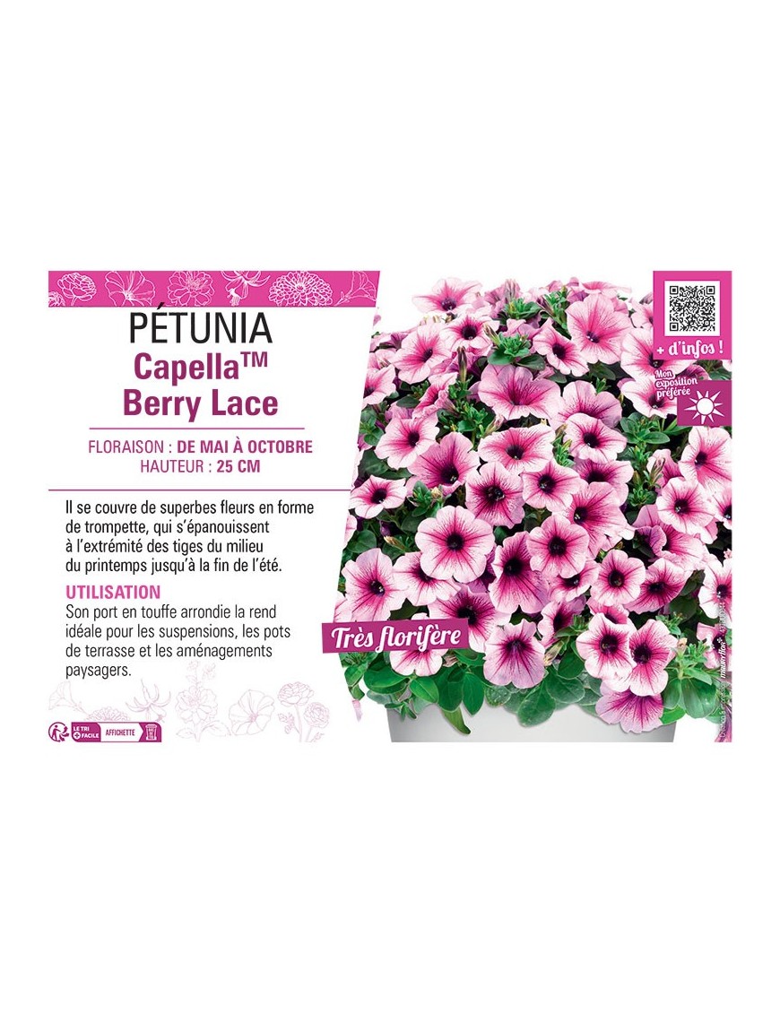 PÉTUNIA CapellaTM Berry Lace