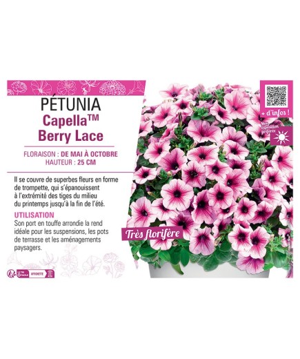 PÉTUNIA CapellaTM Berry Lace