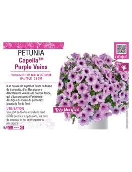 PÉTUNIA CapellaTM Purple Veins