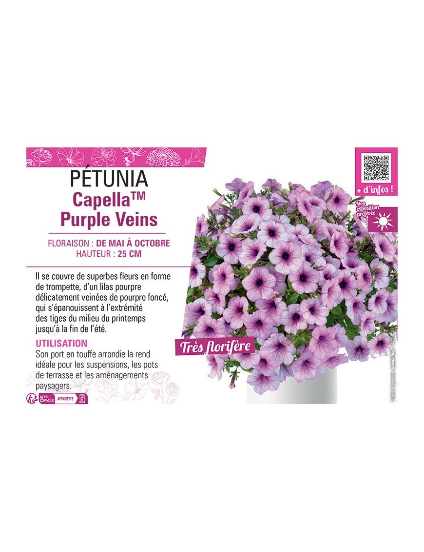 PÉTUNIA CapellaTM Purple Veins
