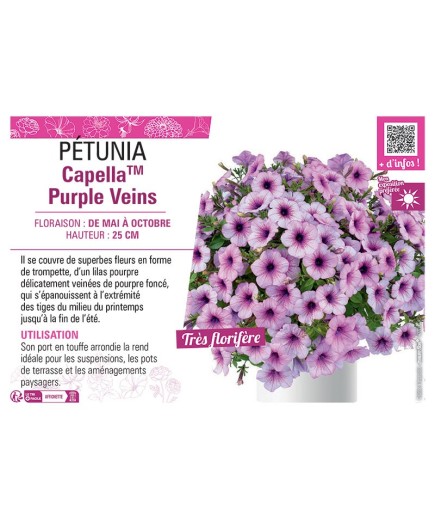 PÉTUNIA CapellaTM Purple Veins